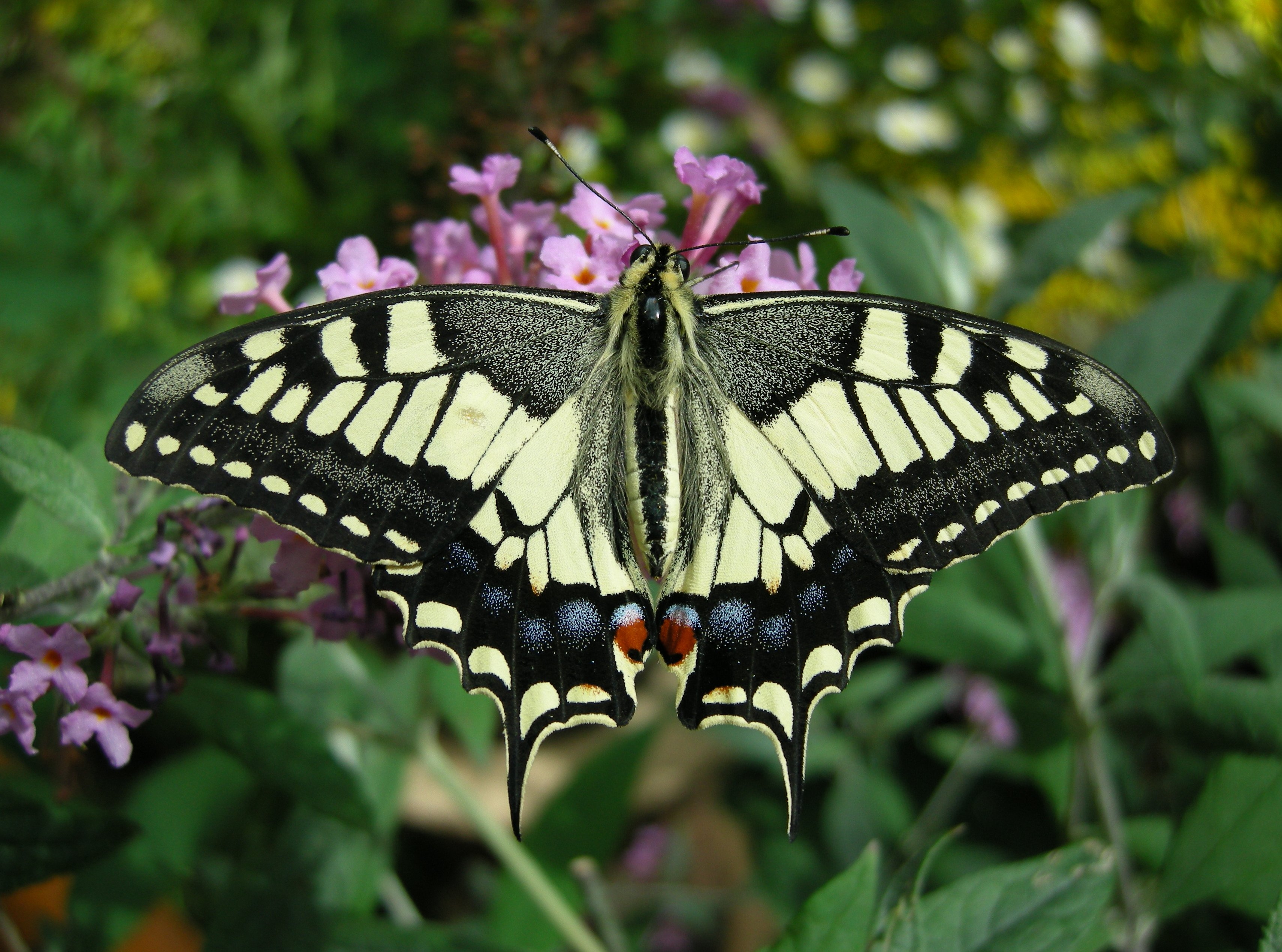 butterfly Wallpaper