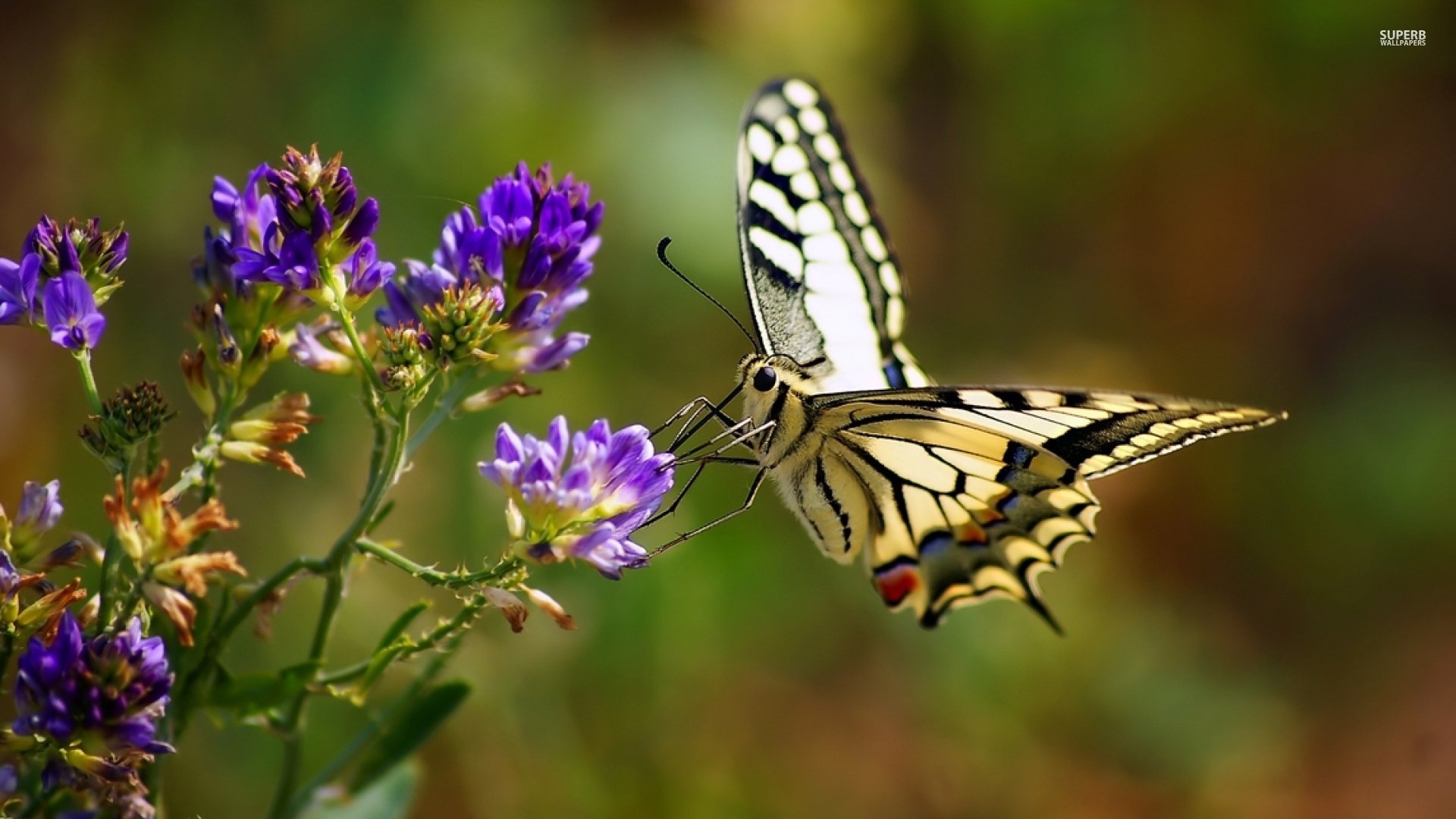 butterfly Wallpaper