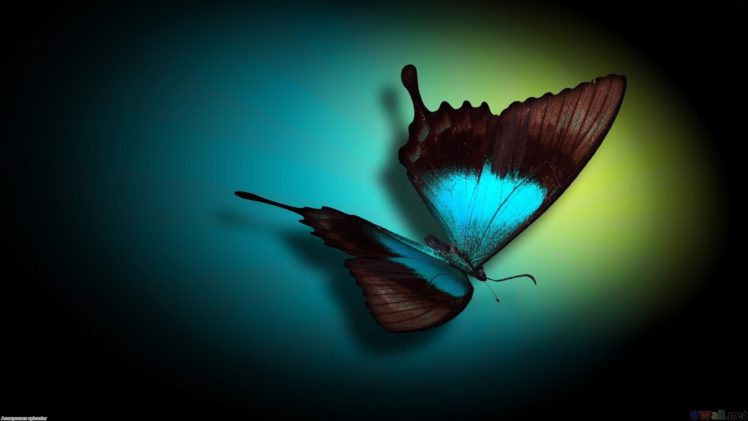 butterfly HD Wallpaper Desktop Background