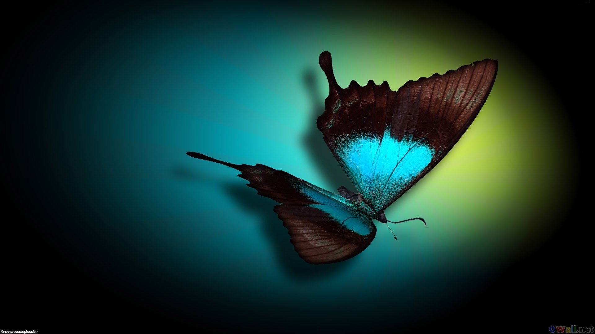 butterfly Wallpaper