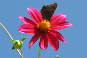 butterfly, And, Red, Flower