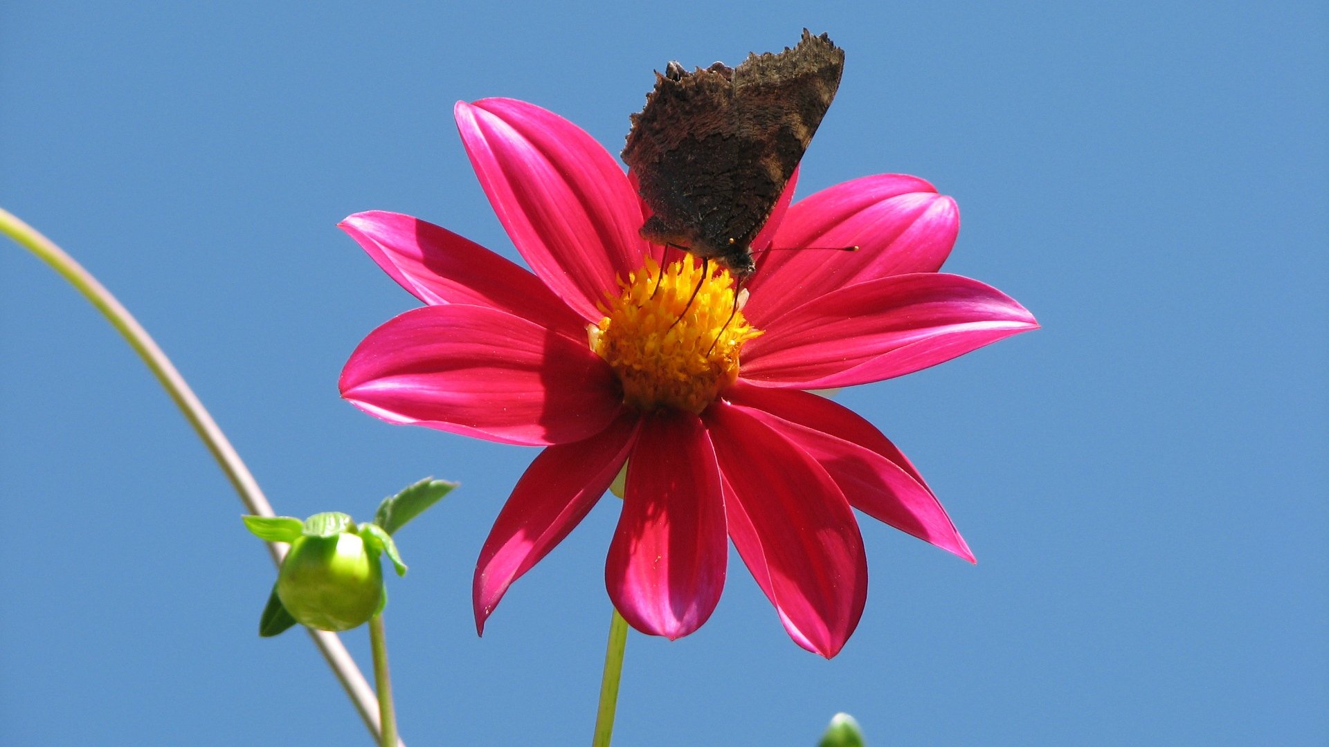 butterfly, And, Red, Flower Wallpapers HD / Desktop and Mobile Backgrounds