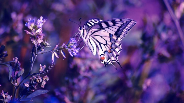 Blue Butterflies Desktop Background