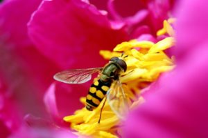 bee, In, Flower
