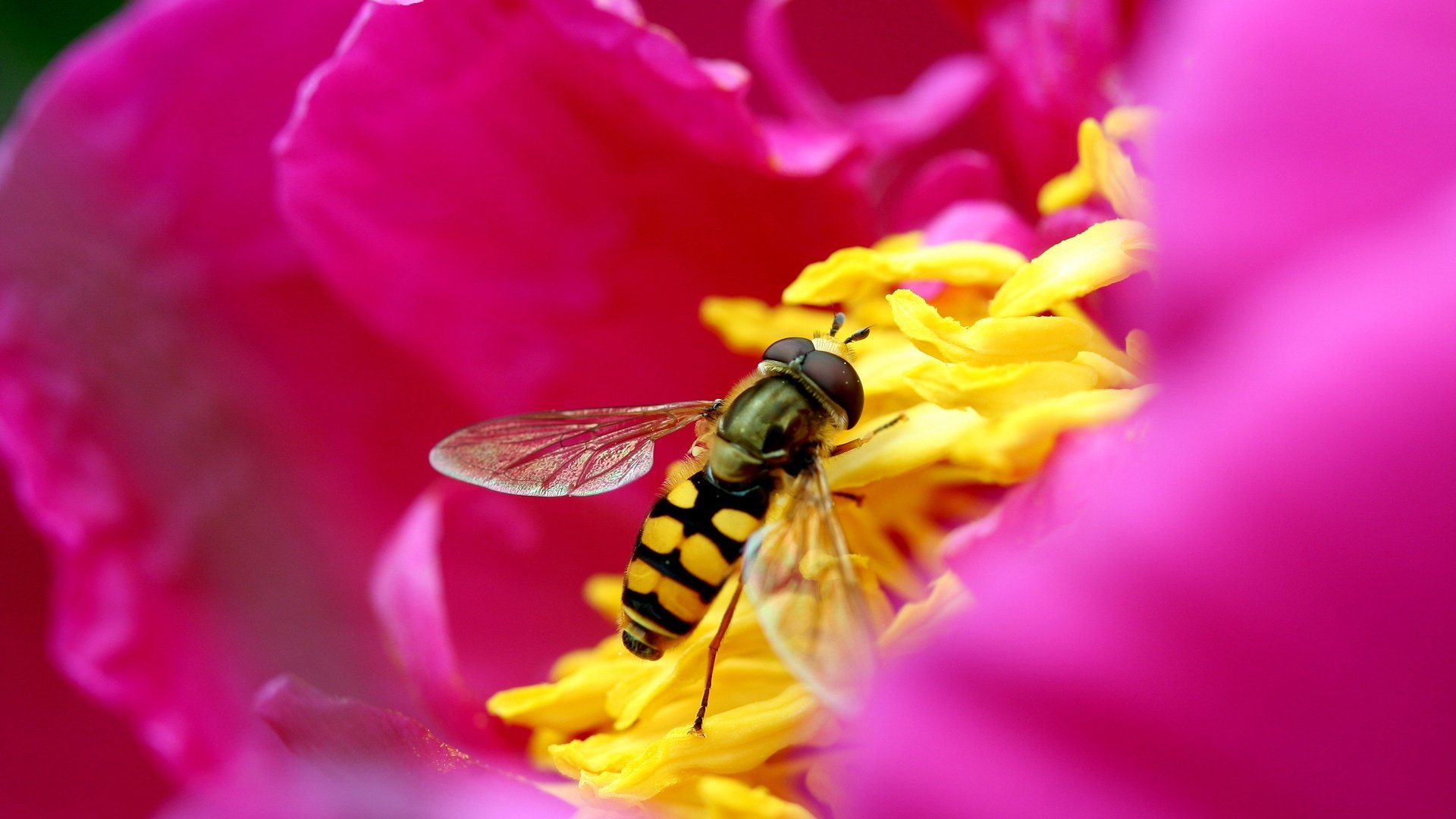 bee, In, Flower Wallpaper