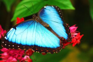 gorgeous, Turquoise, Butterfly