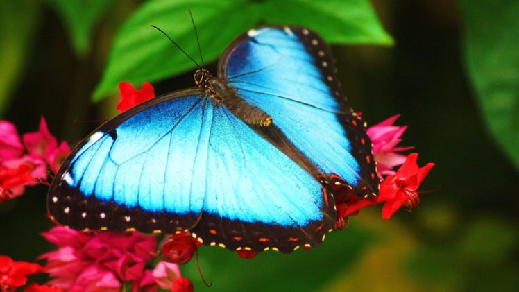 gorgeous, Turquoise, Butterfly HD Wallpaper Desktop Background