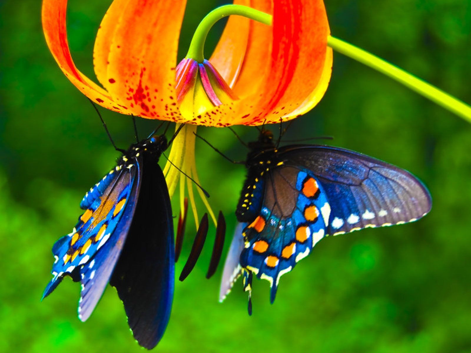 butterfly, On, Flower Wallpaper