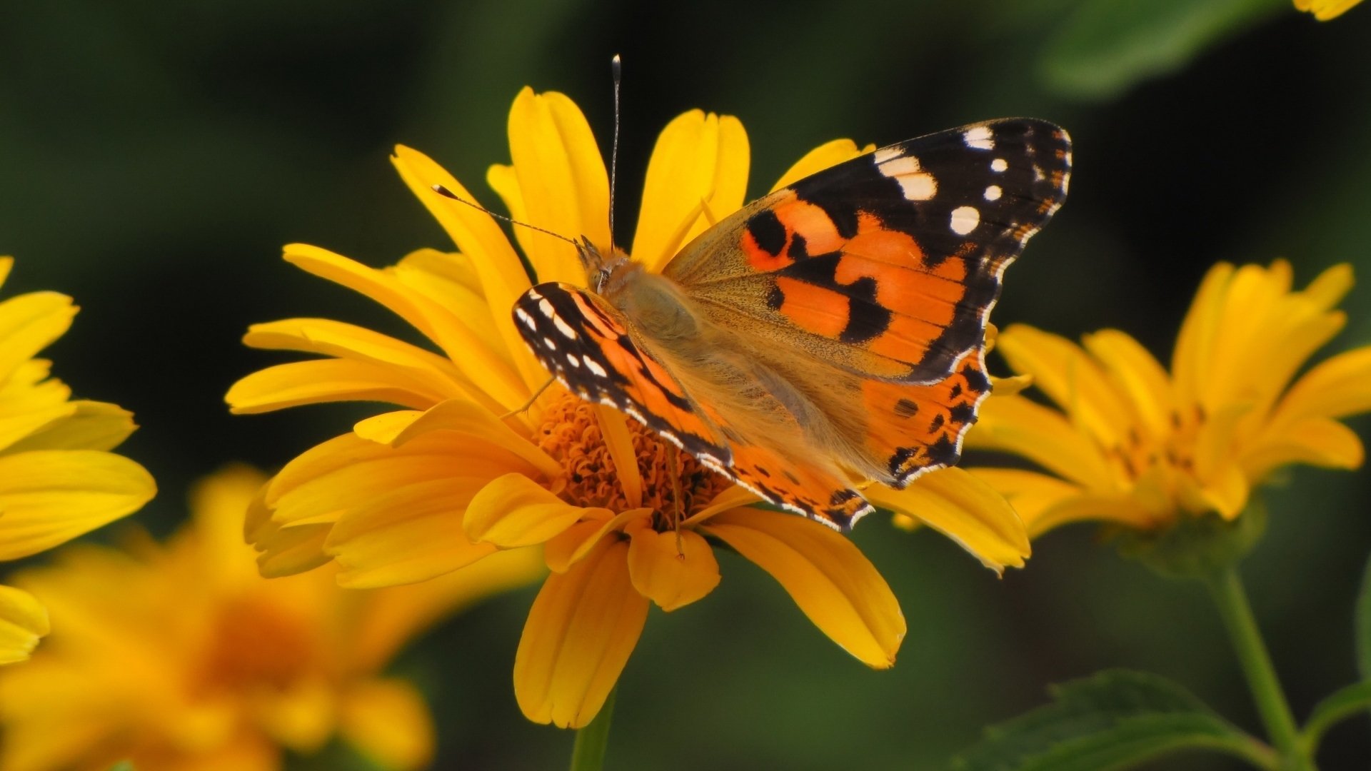 butterfly Wallpaper