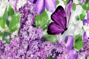 purple, Flowers, And, Purple, Butterfly