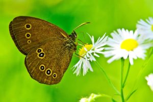 butterfly, On, Daisies