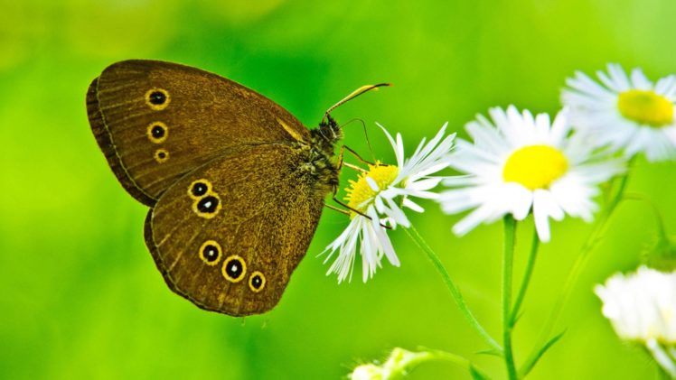 butterfly, On, Daisies HD Wallpaper Desktop Background