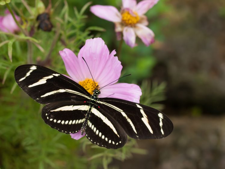 zebra, Butterfly, On, Pink, Flower HD Wallpaper Desktop Background