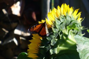 butterfly, On, Sunflower
