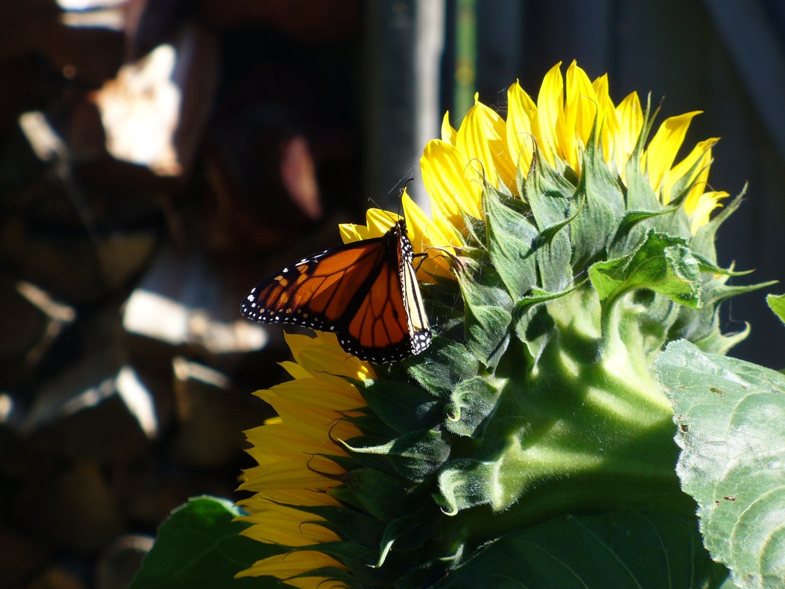 butterfly, On, Sunflower Wallpaper