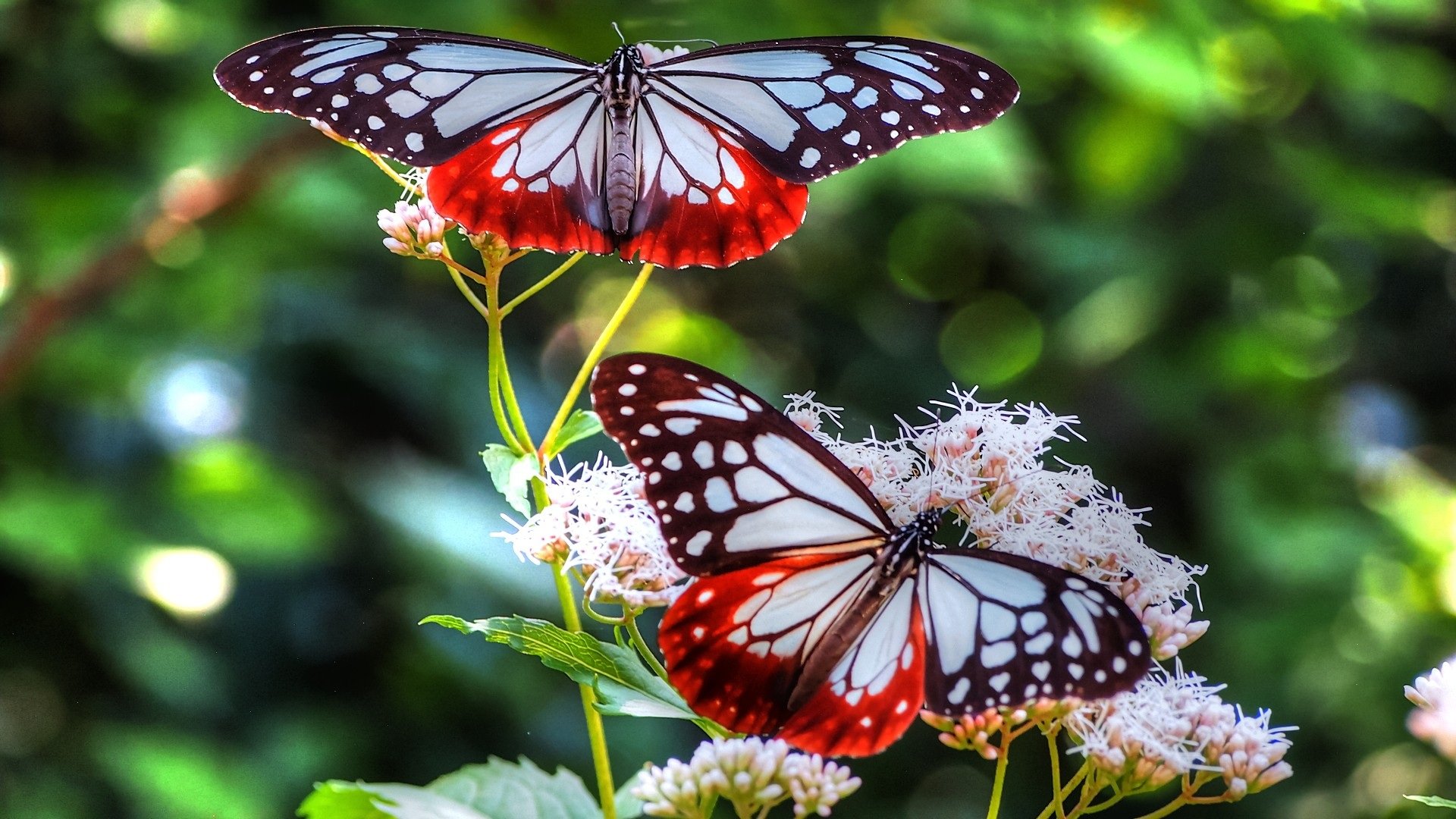 beautiful, Butterflies, Red, And, Black, And, White Wallpaper