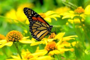 butterfly, On, Yellow, Flowers