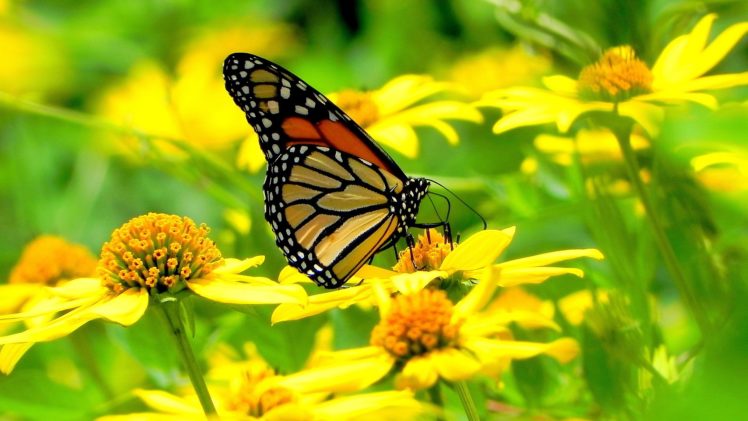 butterfly, On, Yellow, Flowers HD Wallpaper Desktop Background