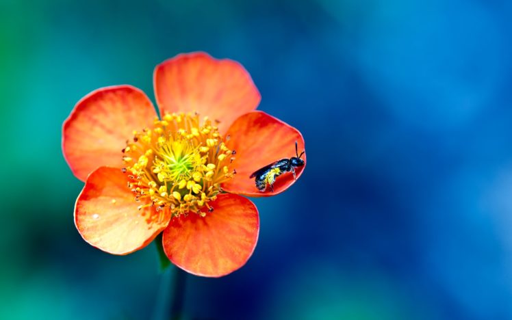 flower, And, Bee HD Wallpaper Desktop Background