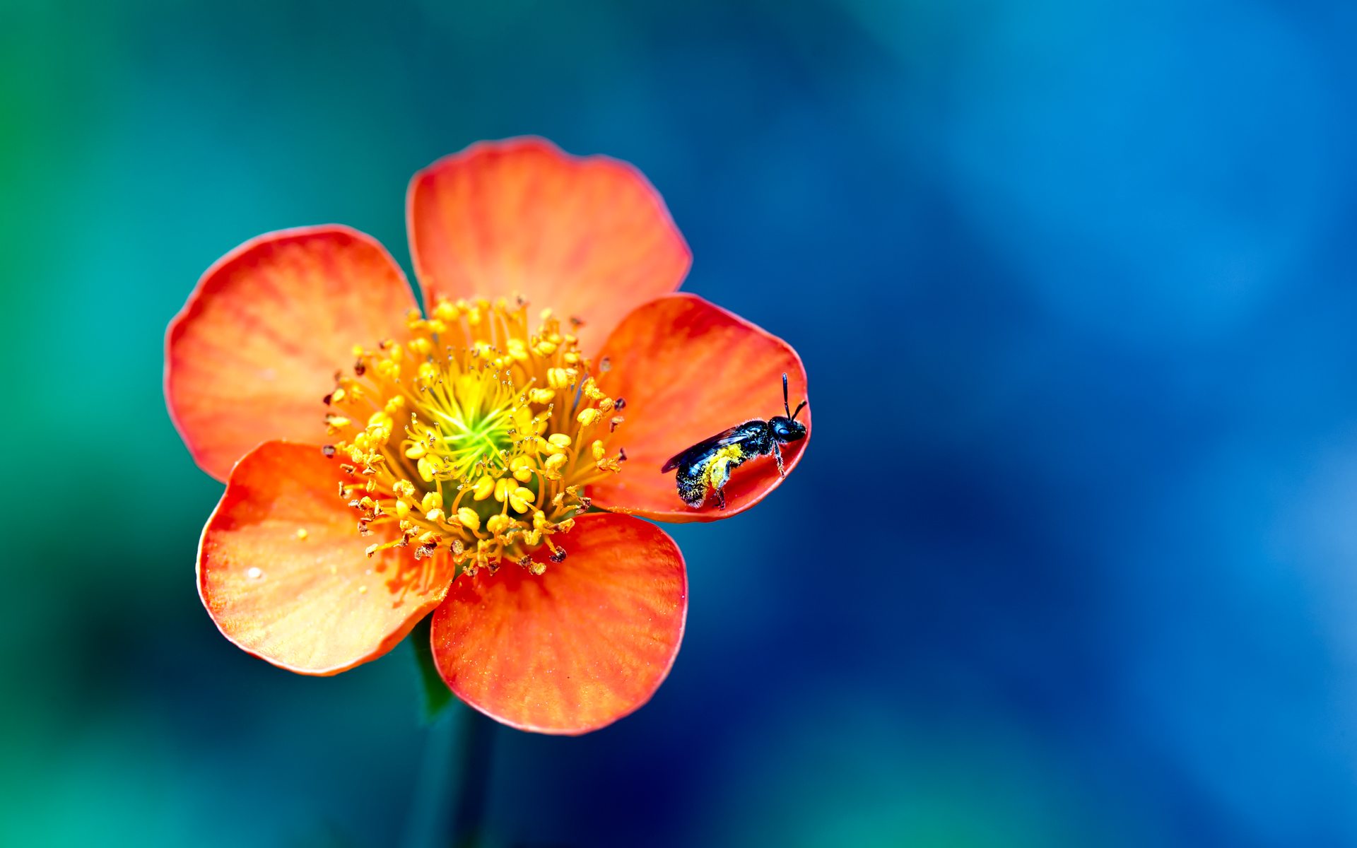 flower, And, Bee Wallpaper