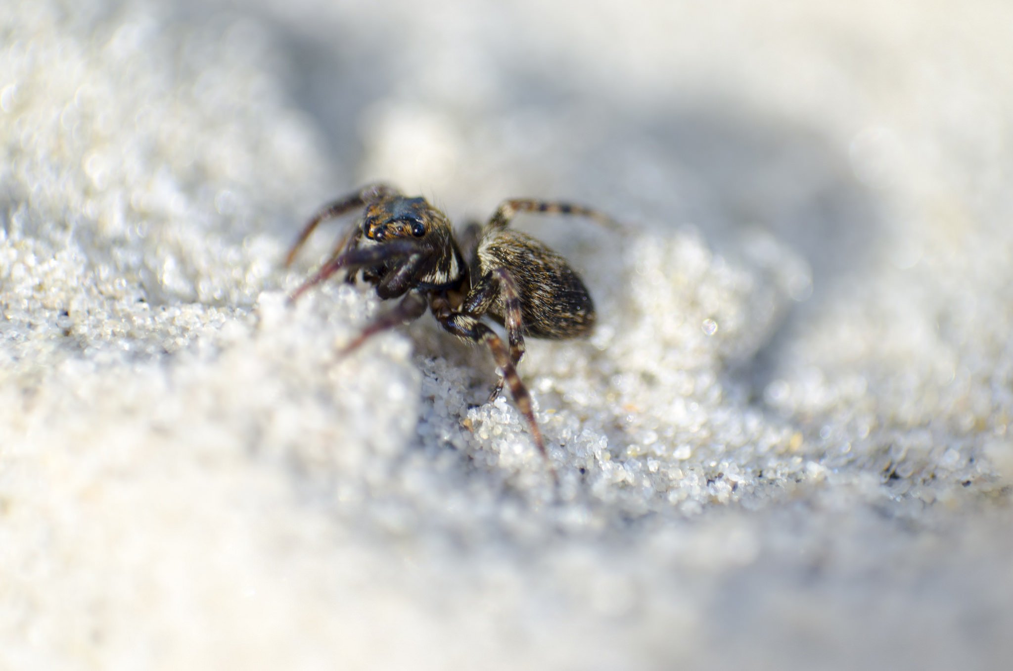 animals, Eyes, Insects, Macro, Spiders Wallpaper