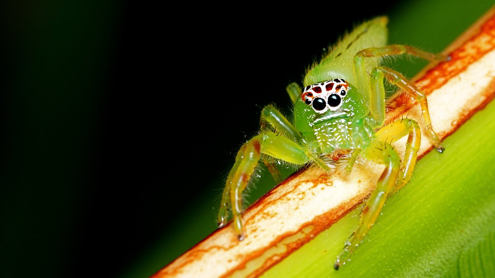 animals, Eyes, Insects, Macro, Spiders Wallpaper
