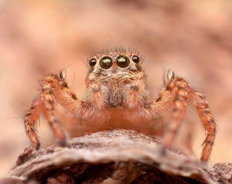 animals, Eyes, Insects, Macro, Spiders HD Wallpaper Desktop Background