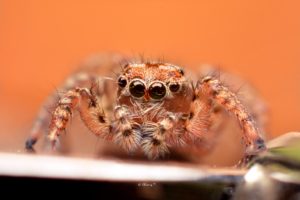 animals, Eyes, Insects, Macro, Spiders