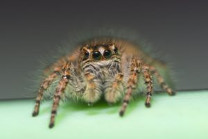 animals, Eyes, Insects, Macro, Spiders