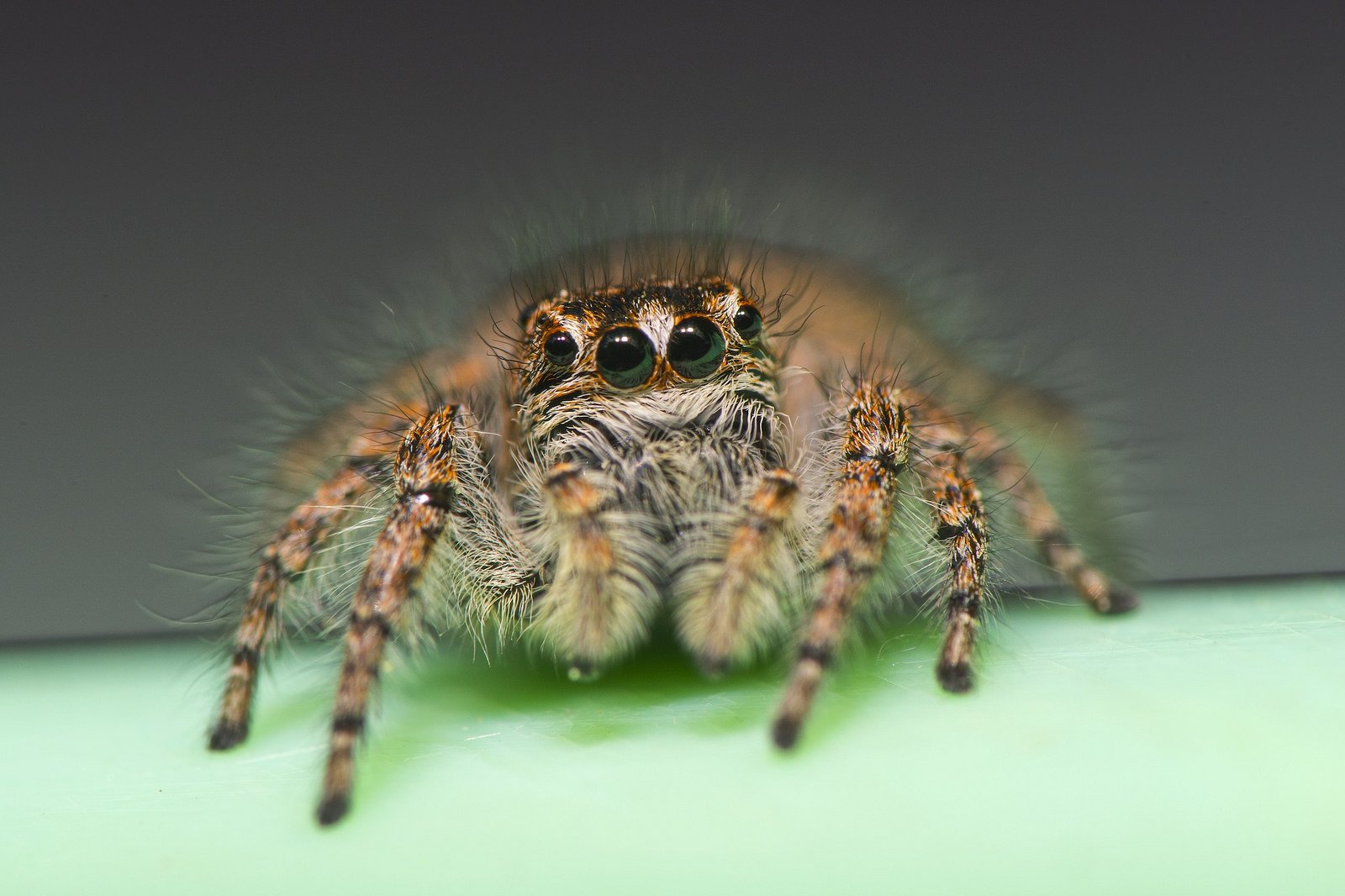 animals, Eyes, Insects, Macro, Spiders Wallpaper