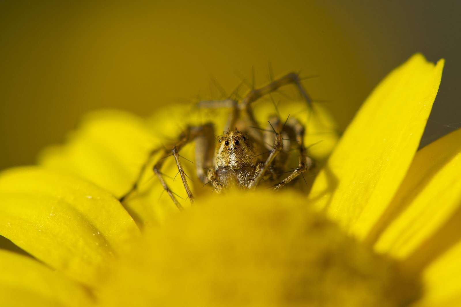 animals, Eyes, Insects, Macro, Spiders Wallpaper