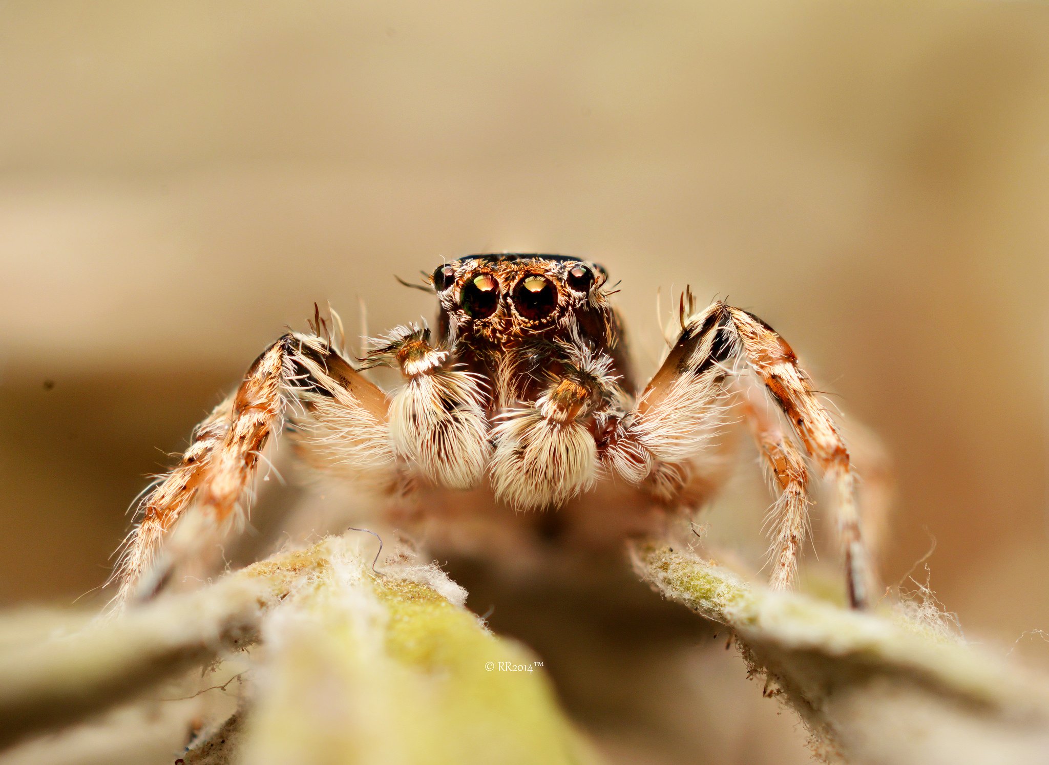 animals, Eyes, Insects, Macro, Spiders Wallpaper