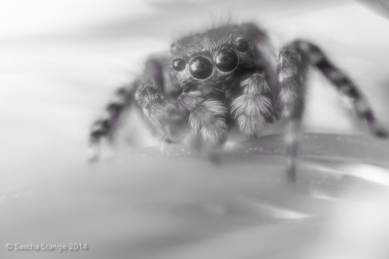 animals, Eyes, Insects, Macro, Spiders Wallpaper