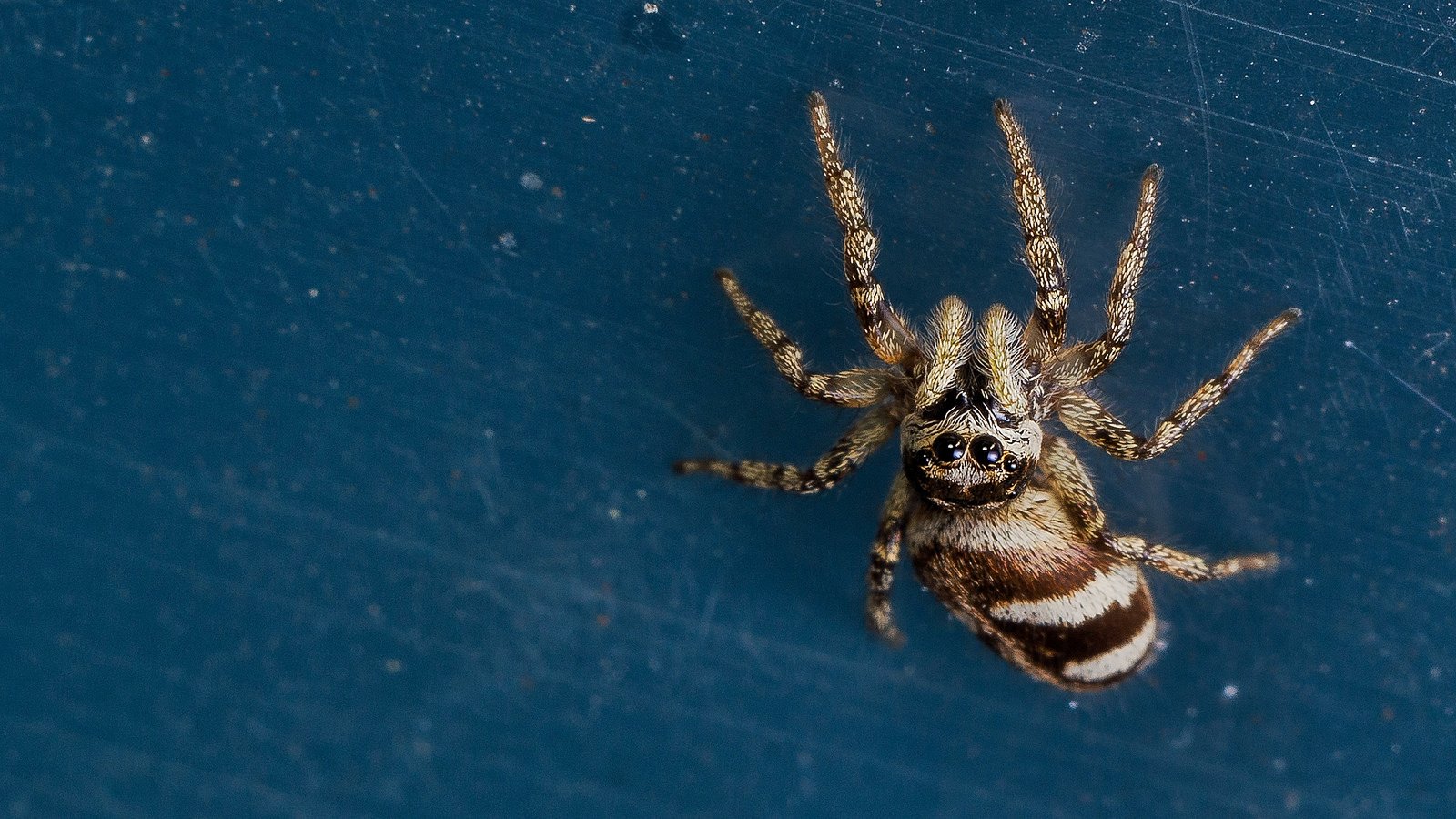 animals, Eyes, Insects, Macro, Spiders Wallpaper