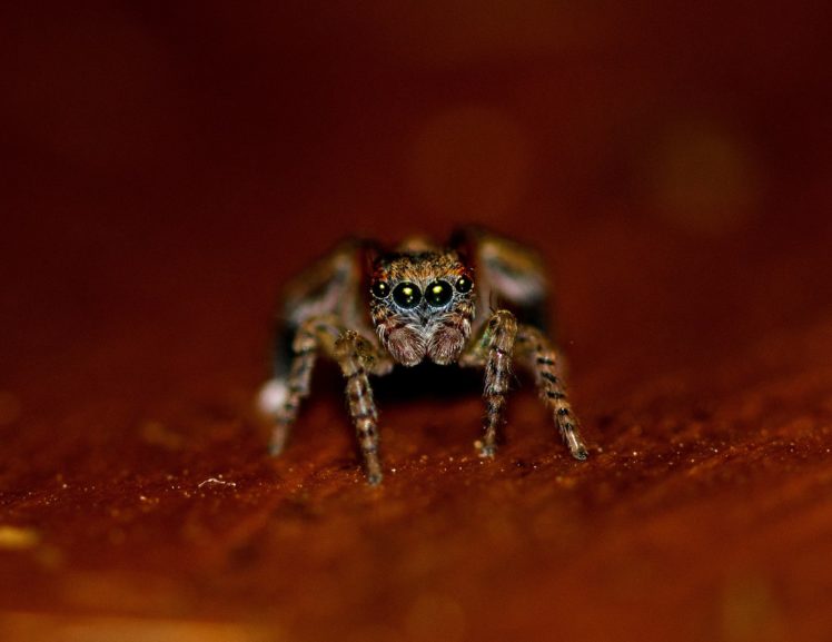 animals, Eyes, Insects, Macro, Spiders HD Wallpaper Desktop Background