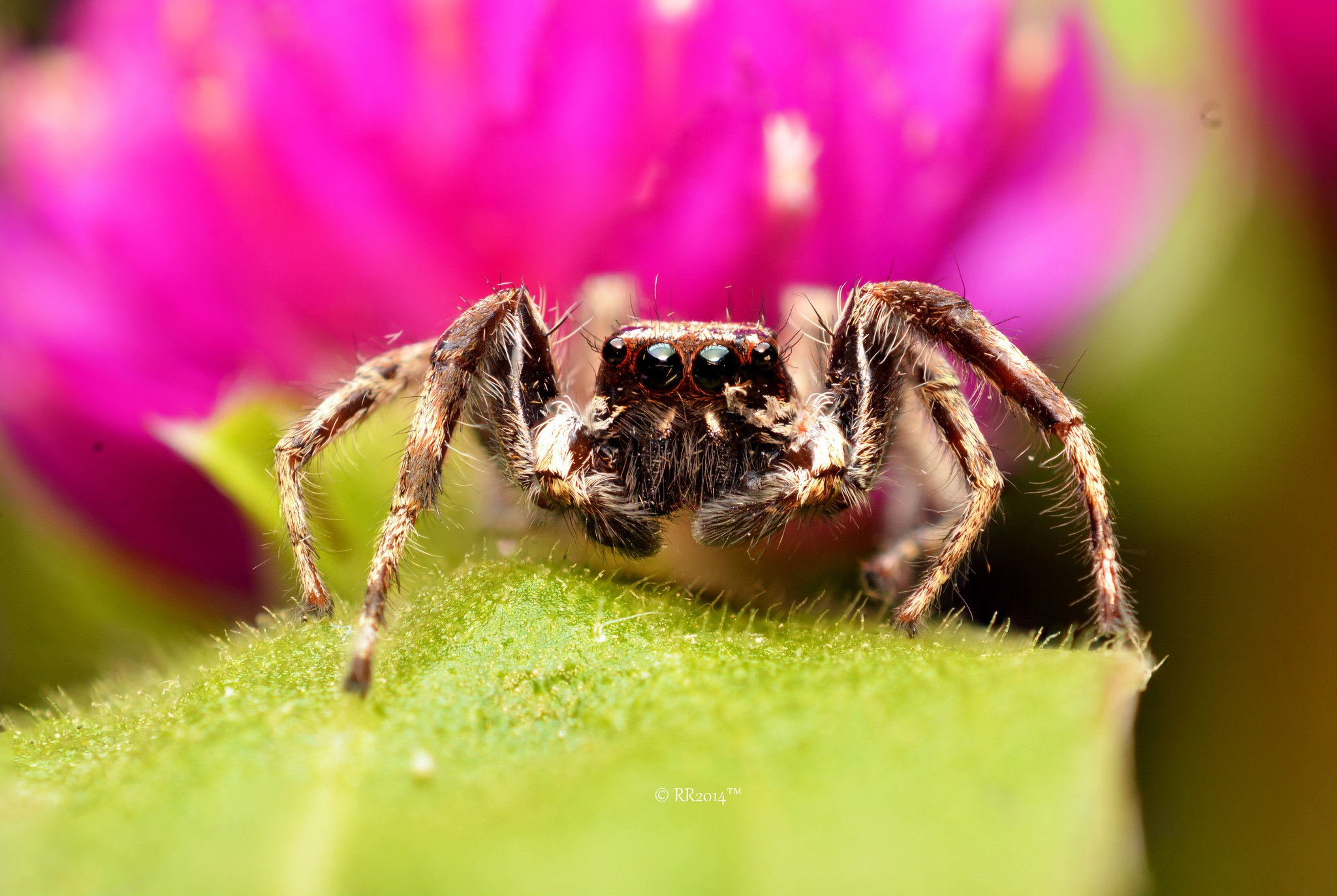 animals, Eyes, Insects, Macro, Spiders Wallpaper