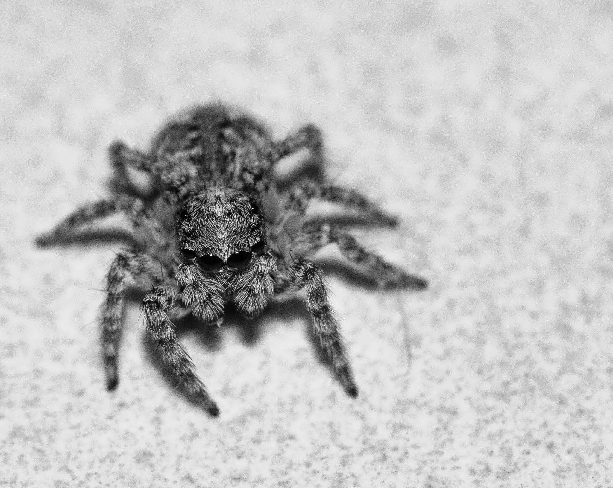 animals, Eyes, Insects, Macro, Spiders Wallpaper