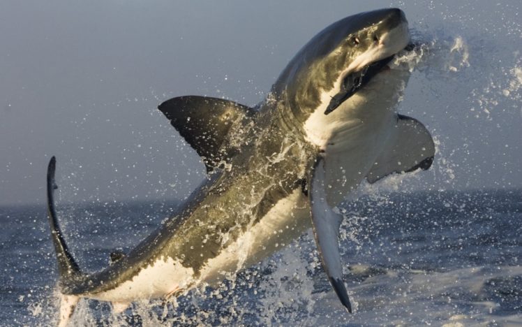 animal,  , Shark, Sea HD Wallpaper Desktop Background