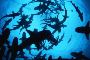 animal,  , Shark, Group, Sea, Deep, Blue