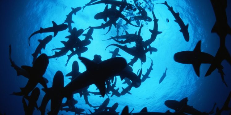 animal,  , Shark, Group, Sea, Deep, Blue HD Wallpaper Desktop Background