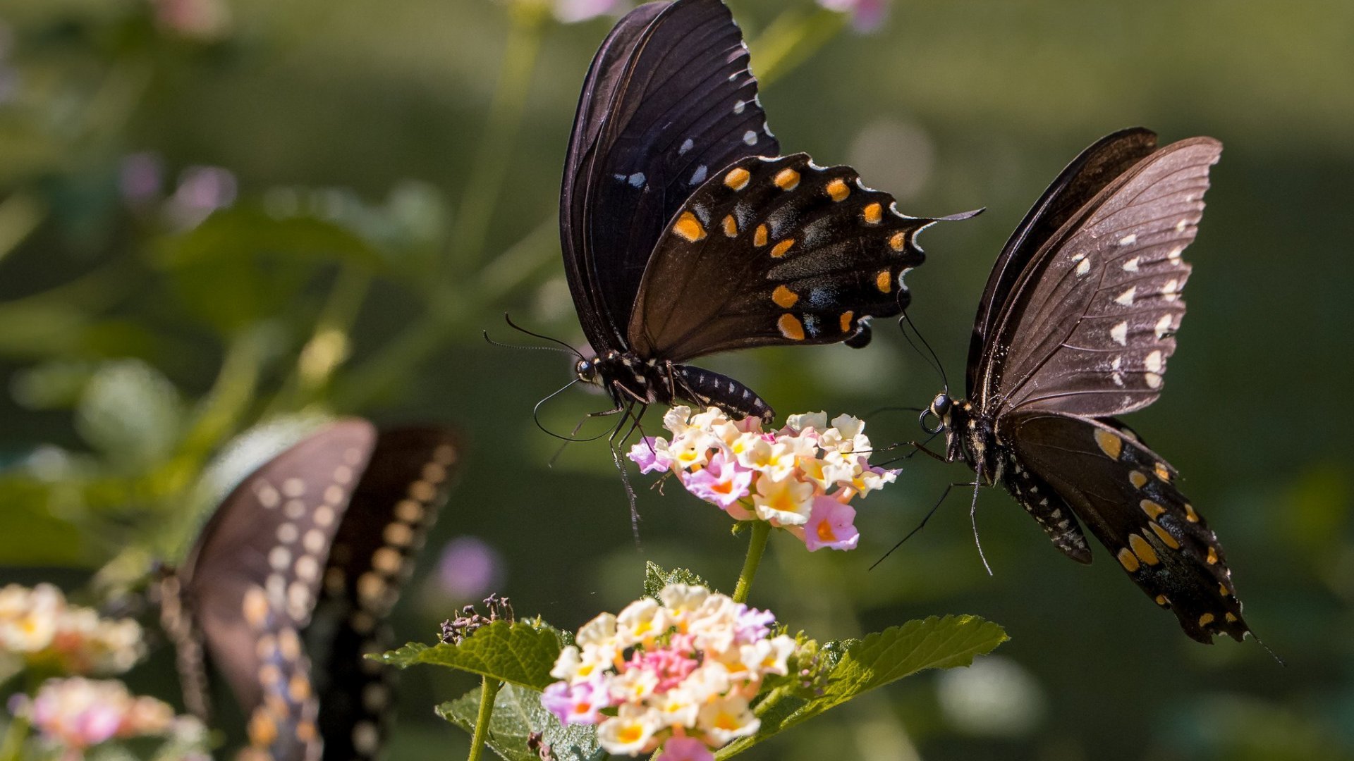 529062 Wallpapers HD / Desktop and Mobile Backgrounds