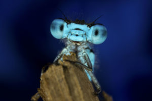 dragonfly, Macro, Eyes, Face