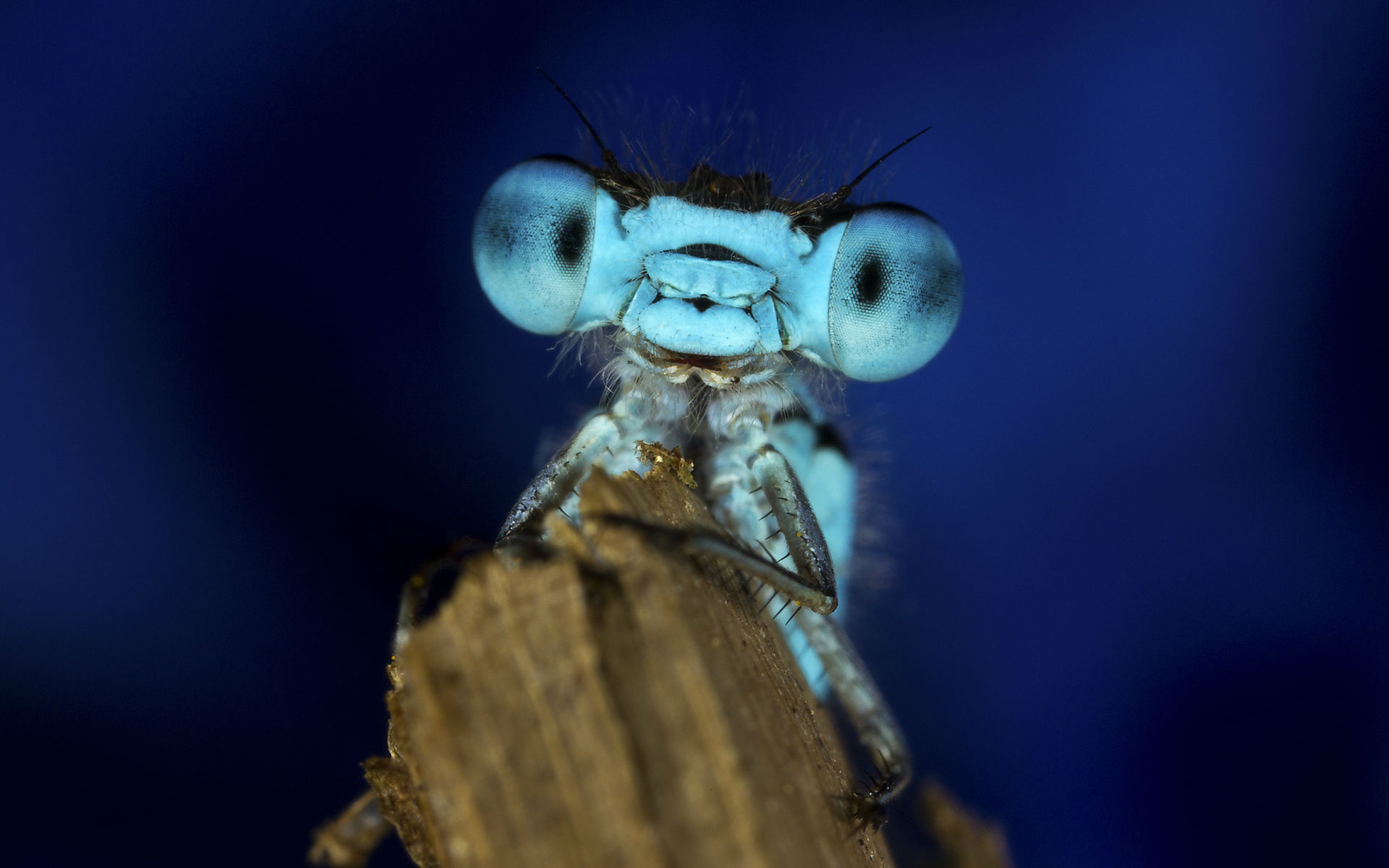 dragonfly, Macro, Eyes, Face Wallpaper