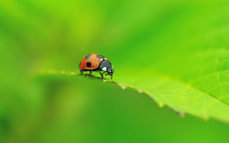 macro, Nature, Insect, Ladybag HD Wallpaper Desktop Background