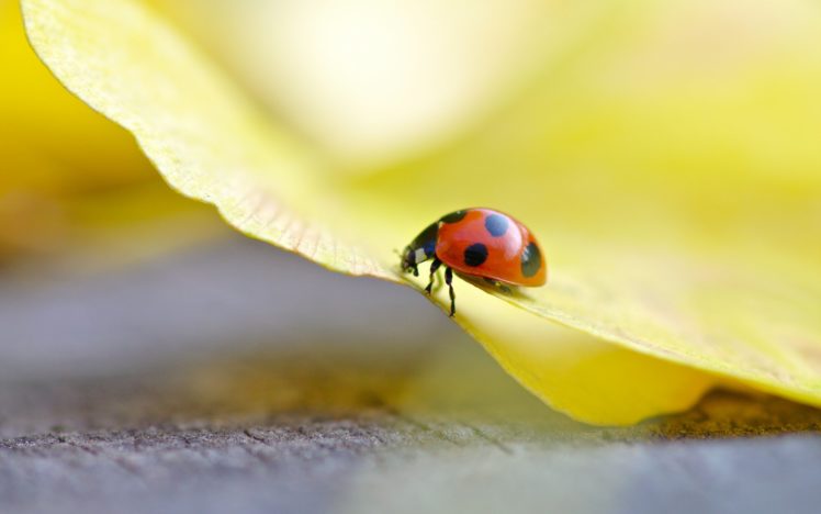 macro, Ladybag, Insect HD Wallpaper Desktop Background