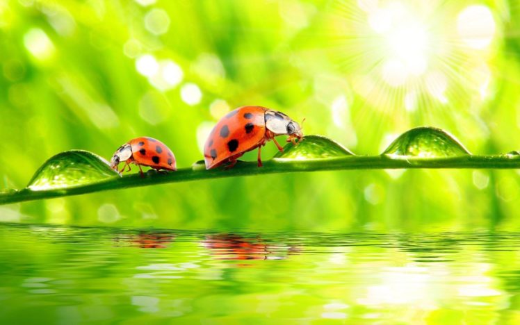 macro, Insect, Ladybug HD Wallpaper Desktop Background