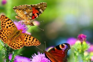 nature, Animals, Butterflies
