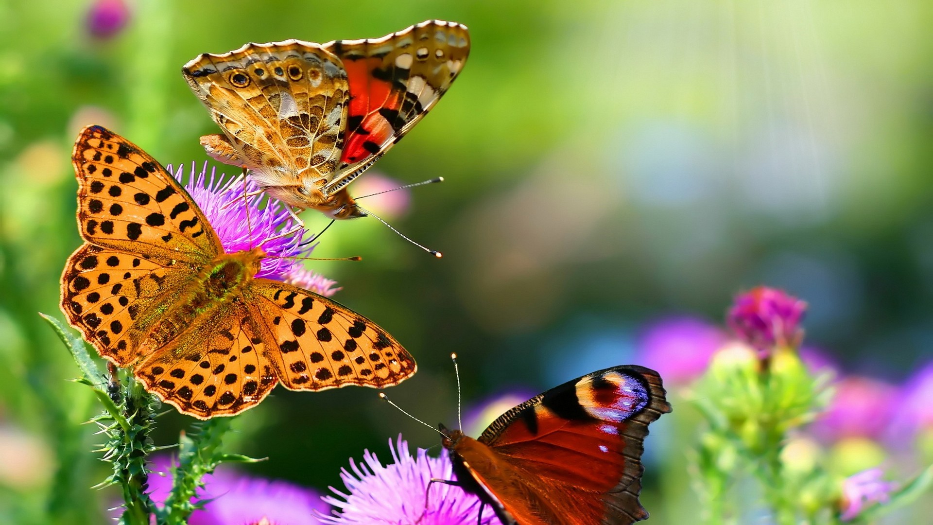 nature, Animals, Butterflies Wallpaper