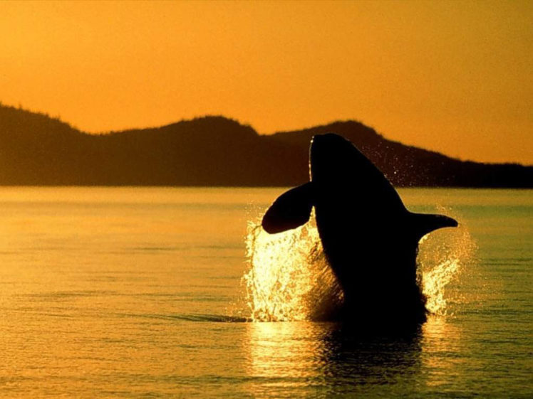 animals, Whales HD Wallpaper Desktop Background