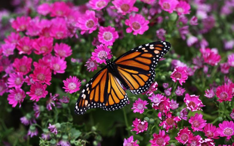 flowers, Macro, Butterflies HD Wallpaper Desktop Background